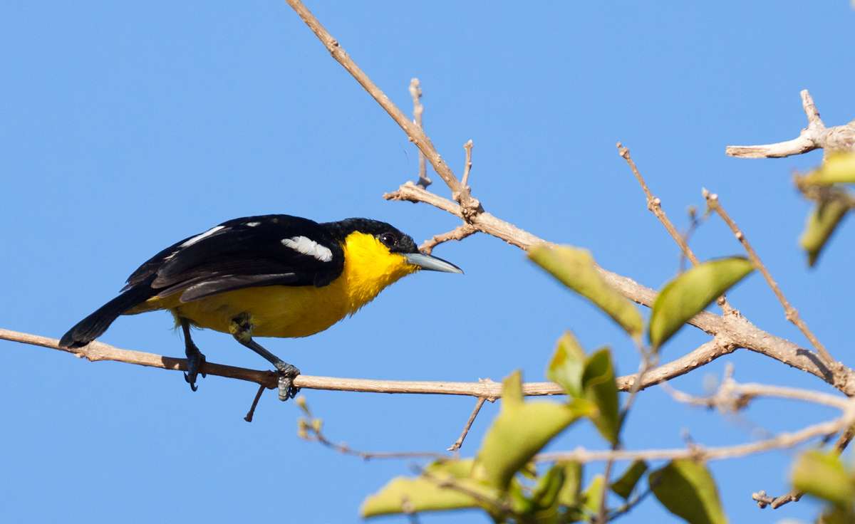 Yala National Park Camping