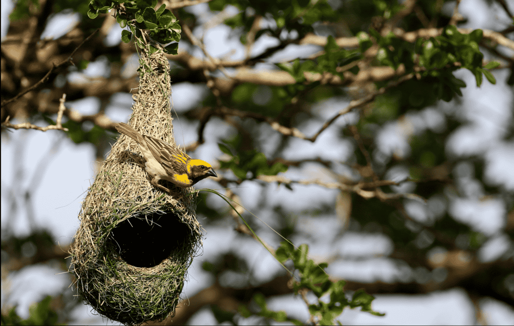 Kumana National Park