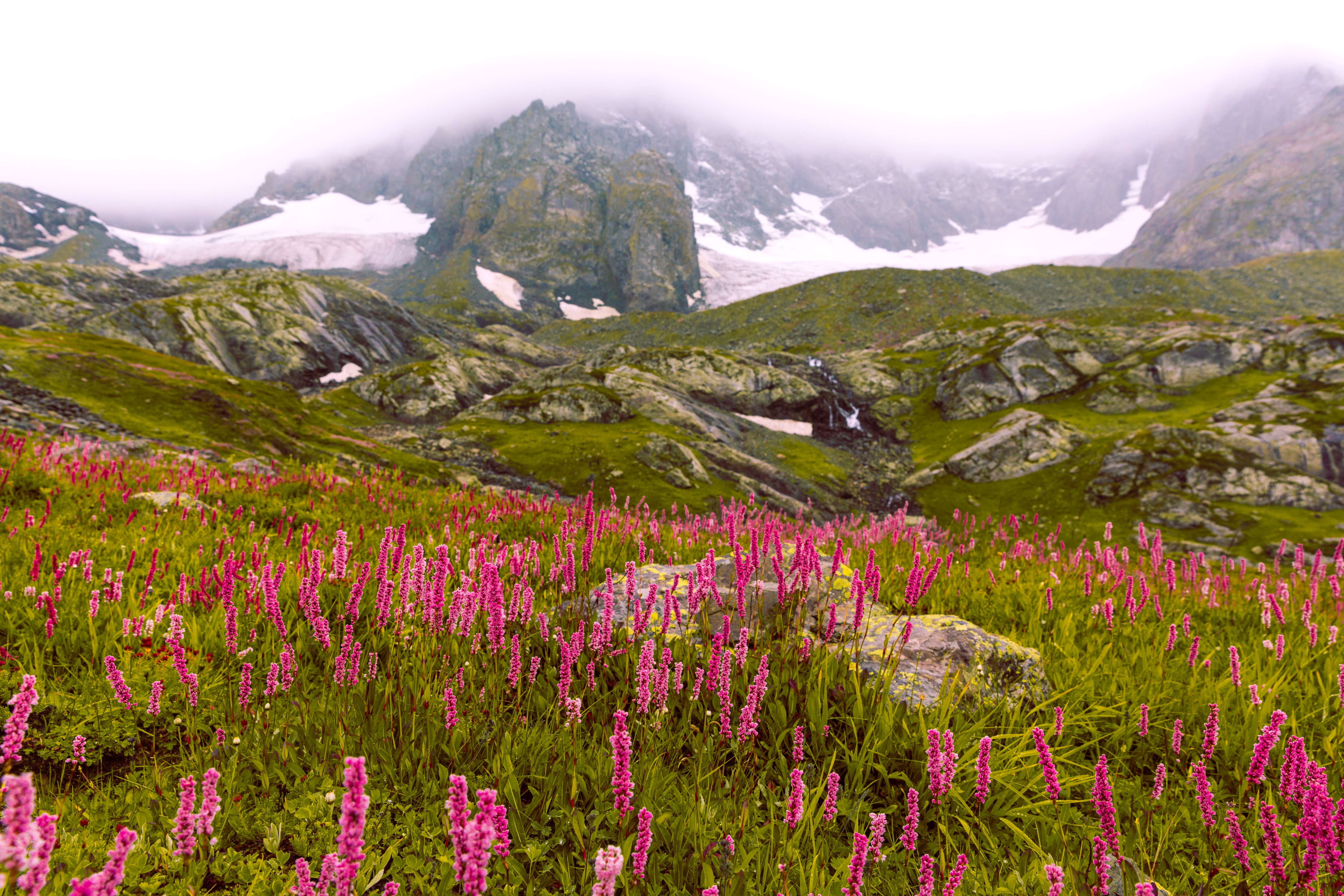 Valley of Flowers