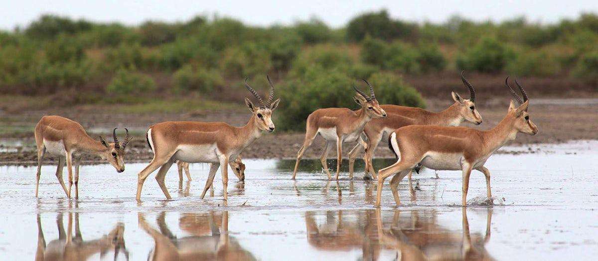 Shirvan National Park