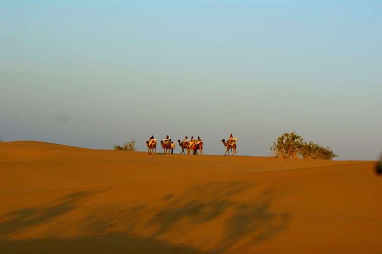 Royal Camel Safari Jaisalmer