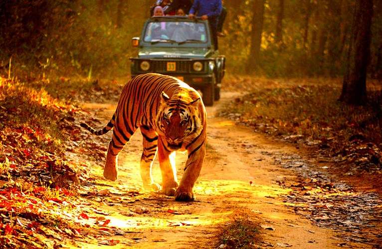 Wildlife Exploration at  Kanha National Park