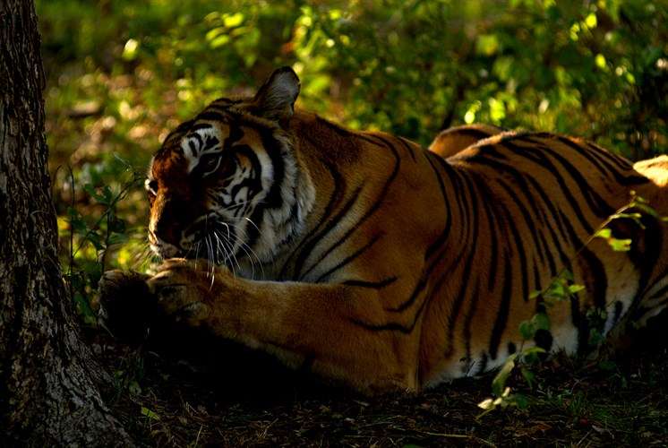 Ranthambore Tiger Pugmark