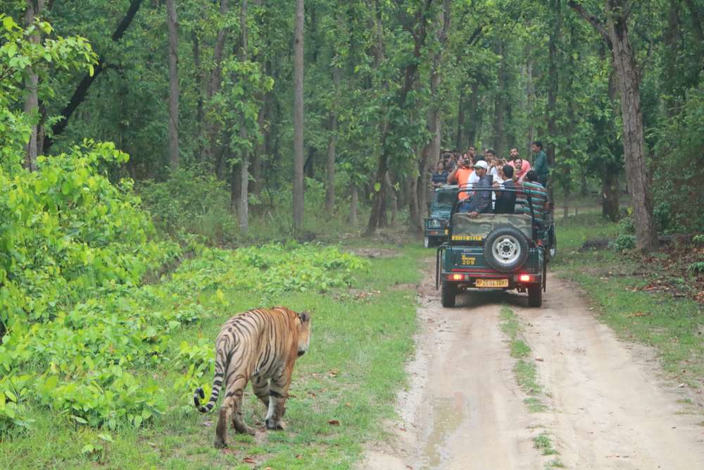 Bandipur National Park Safari Package | Flat 15% off