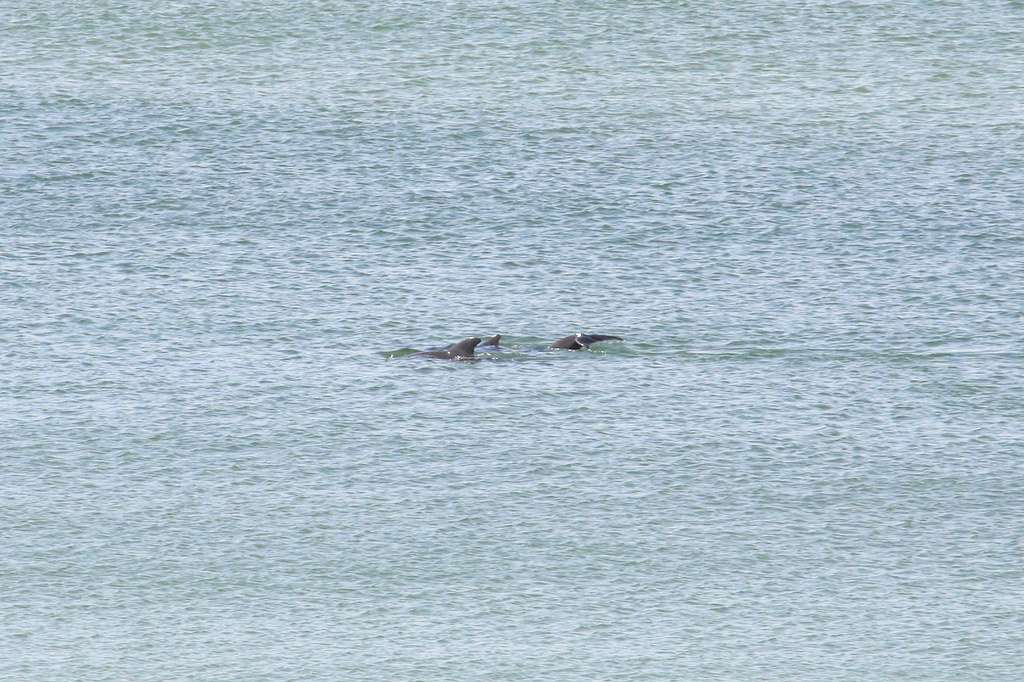 Dolphin Trip at Baina Beach, Vasco Da Gama, Goa