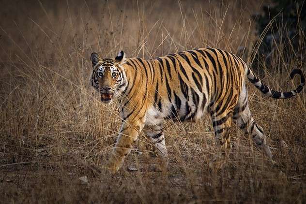 Madhya Pradesh Tiger and Hill Tour