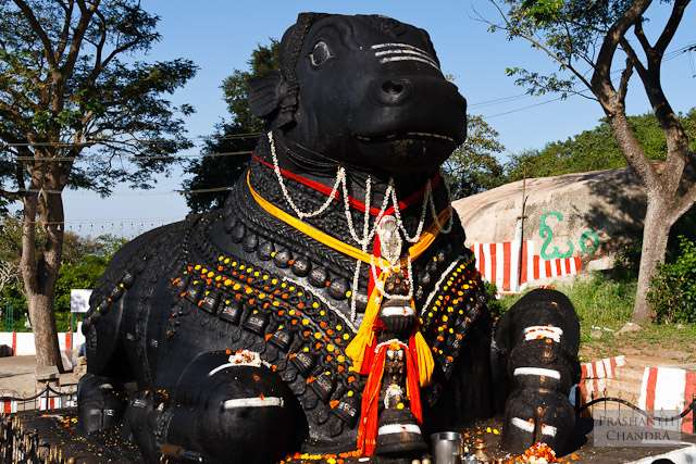 Horse Trip to Big Bull Temple, Mysore