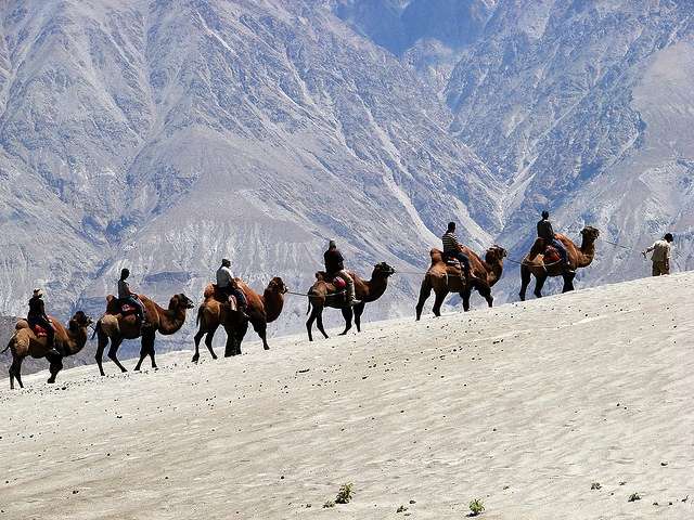 Camel Safari In Ladakh