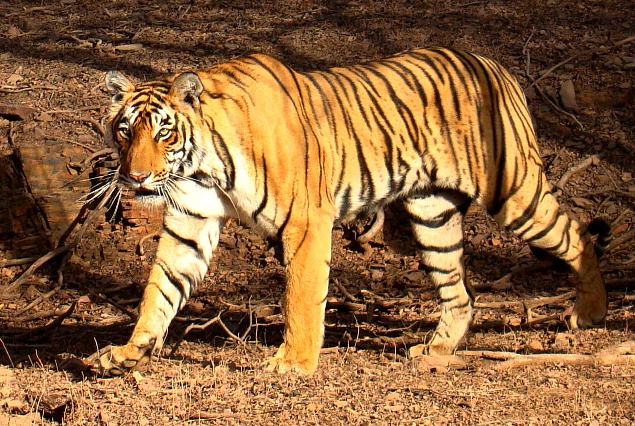Bandhavgarh Tiger Trails