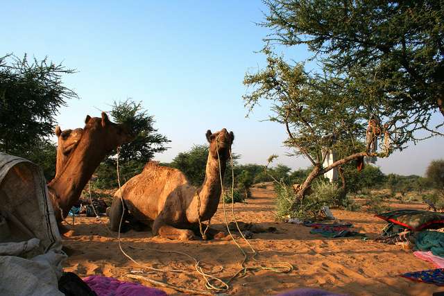 Royal Desert Safari in Jaisalmer