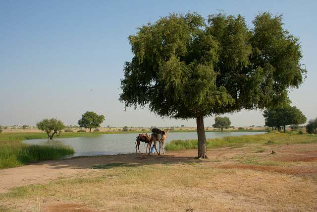 Jaisalmer Camel Safari Package