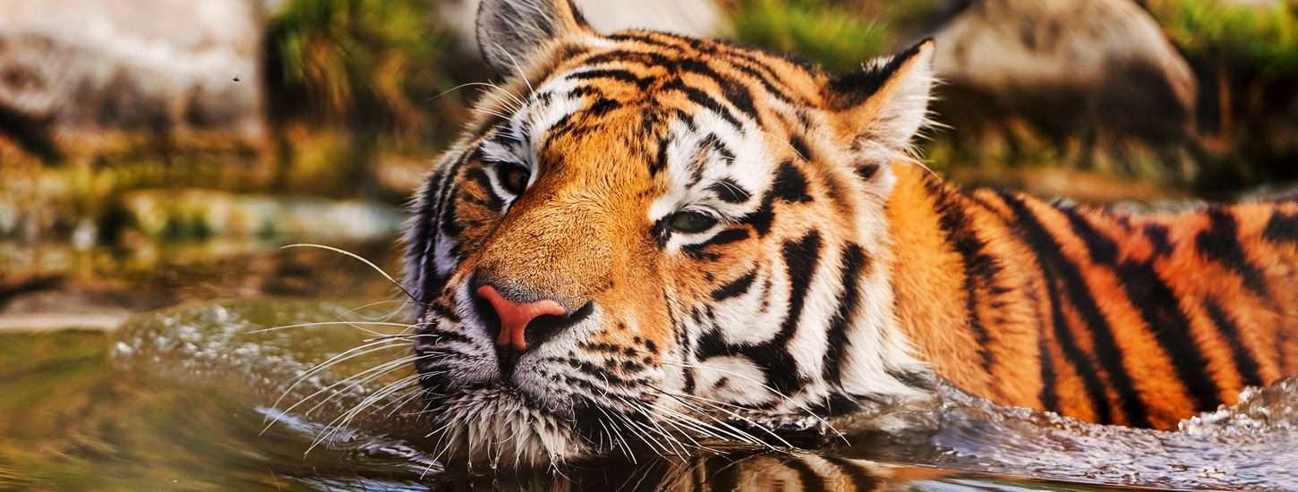 19 Best Tiger Reserves In India