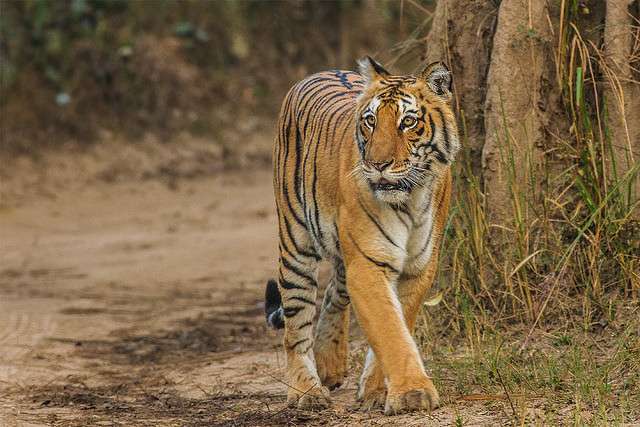 Tiger Safari in Corbett NP and Rafting in Rishikesh