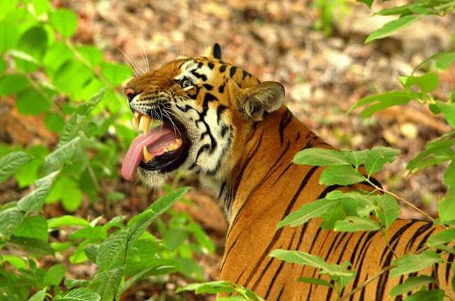 Ranthambore Tiger Safari