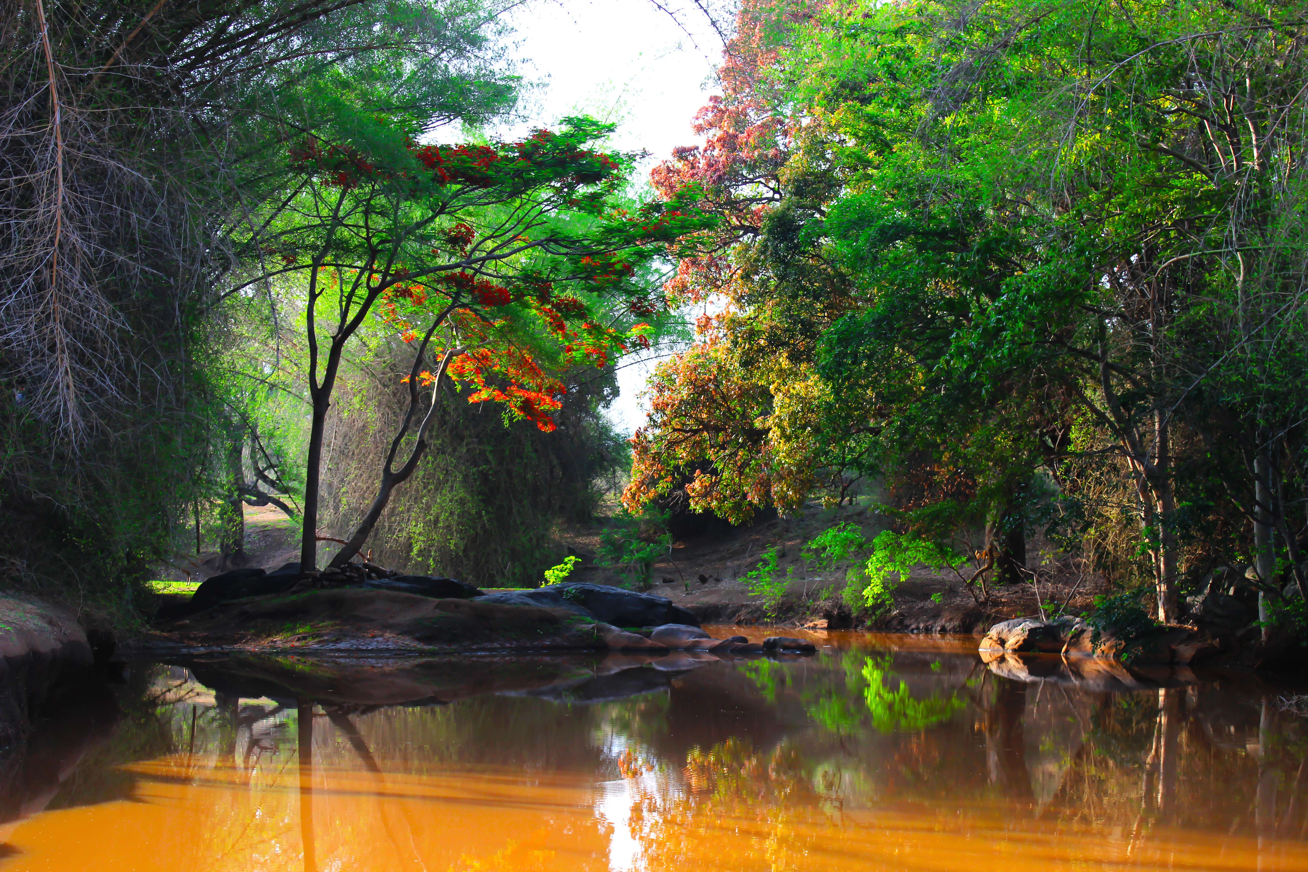 10 Best Places to Visit in Masinagudi - {{year}} UPDATED