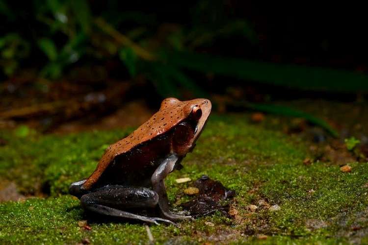 Coorg Wildlife Photography Tour