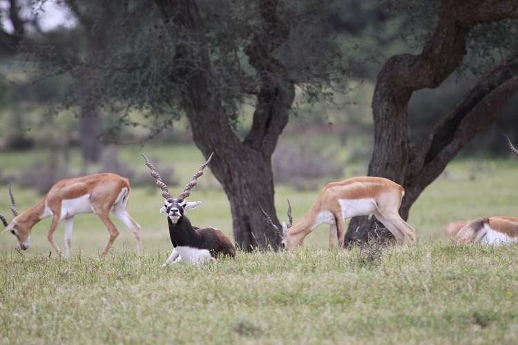 Rehekuri Blackbuck Sanctuary Photography Tour
