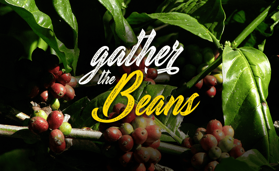 Coorg Coffee Plantation Tour, Book Online @ 52% off