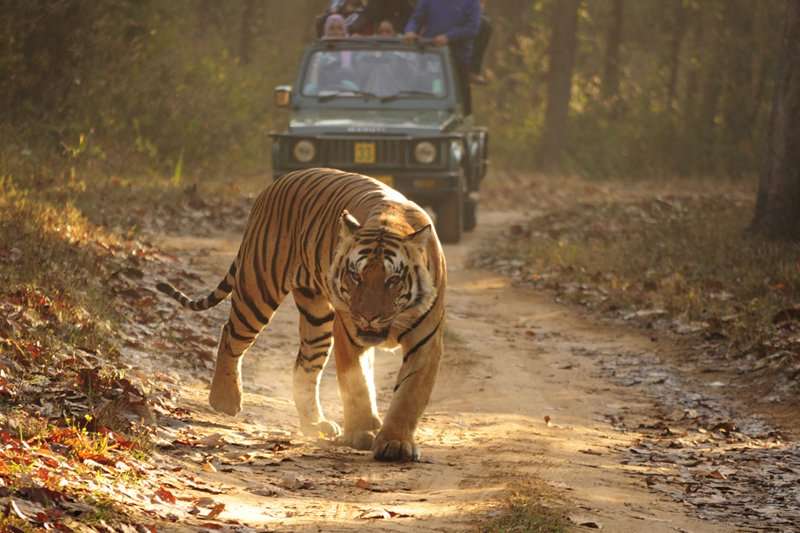 Bandhavgarh Tiger Safari