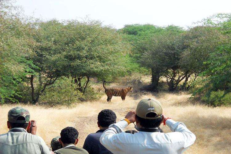 Jeep Safari in Tiger Machan, Ranthambore