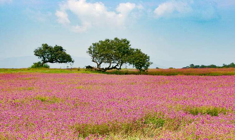 Kaas Plateau (130 km from Pune)