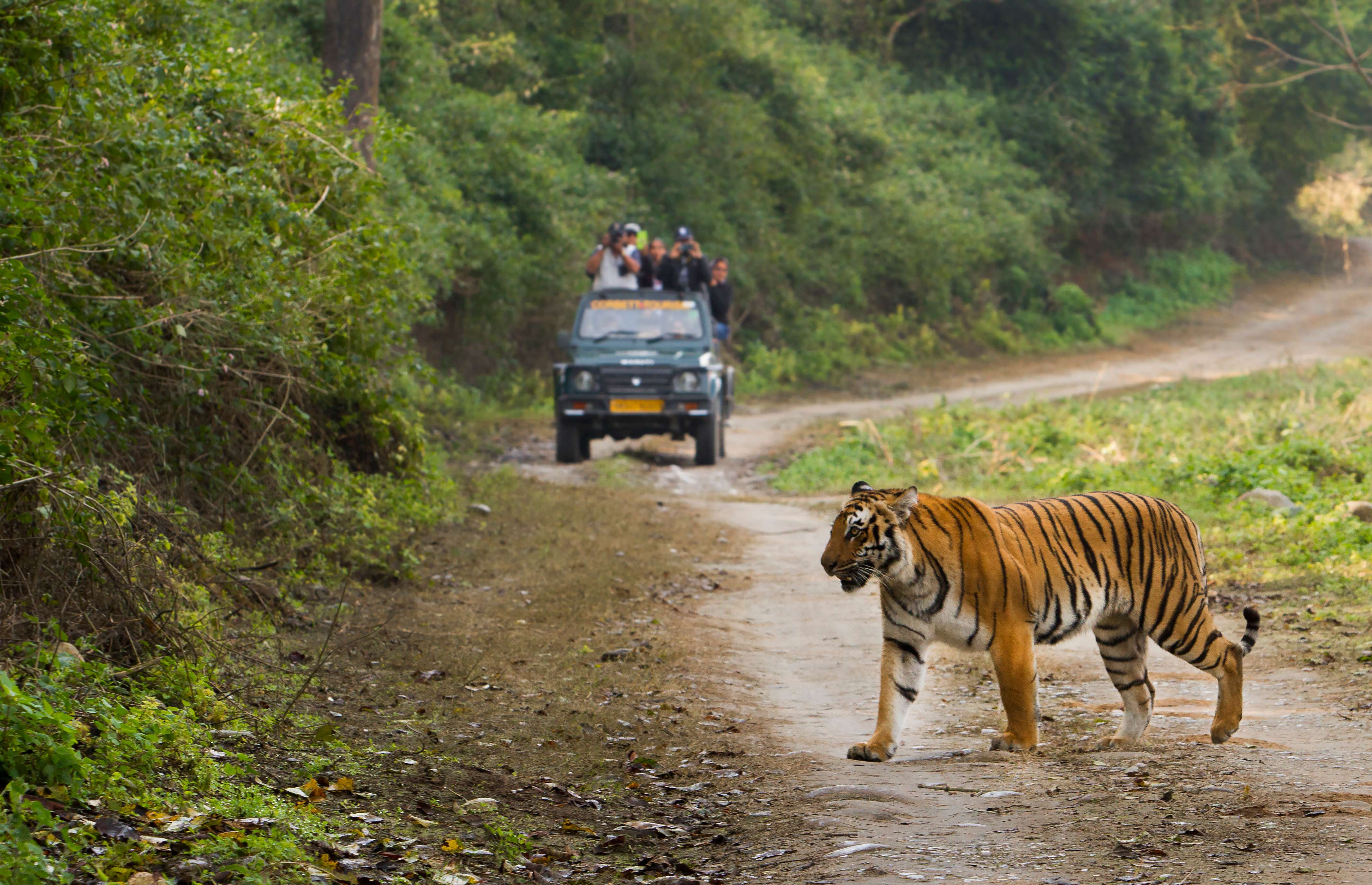 Jim Corbett National Park: Known As Corbett Tiger Reserve