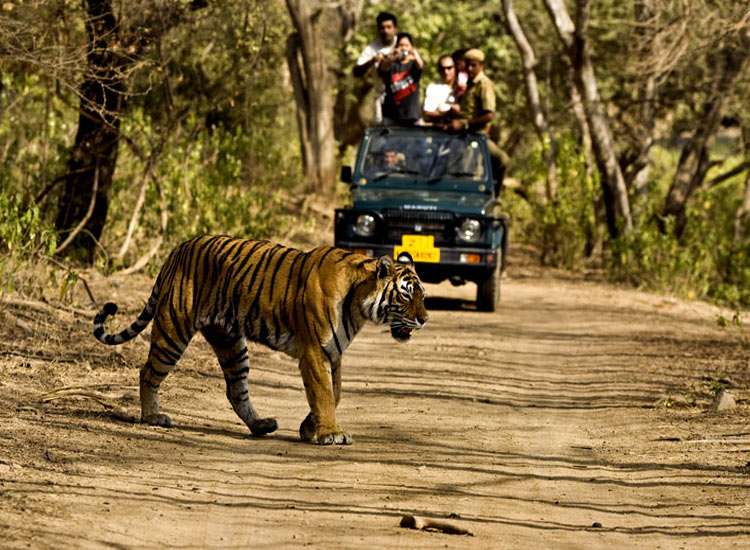 Rajaji National Park Safari with Camping