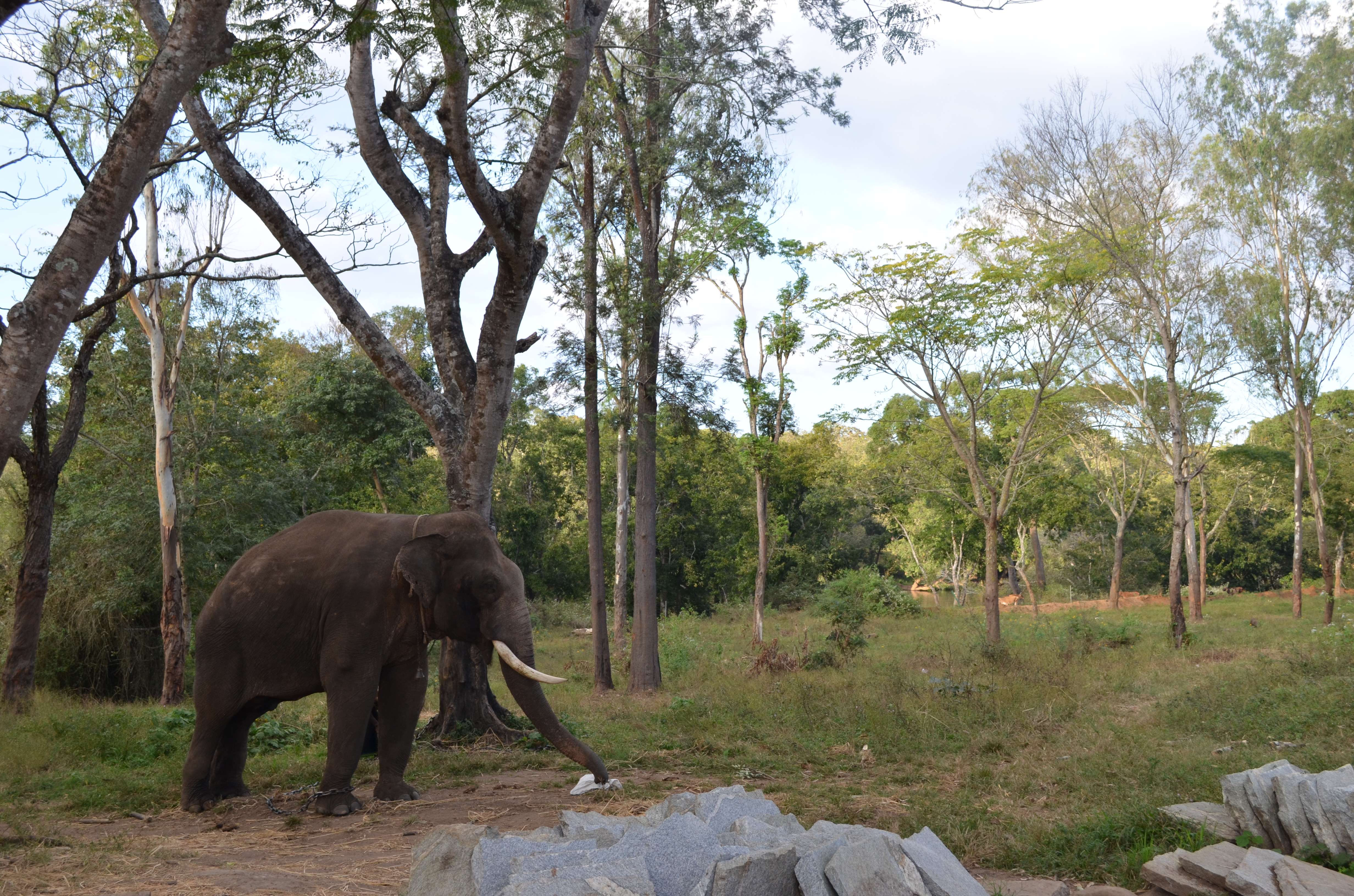 Dubare Elephant Camp Coorg @ Flat 10% off