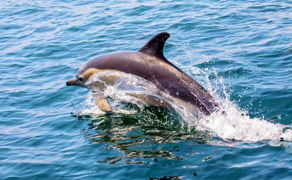 Go for Dolphin Spotting