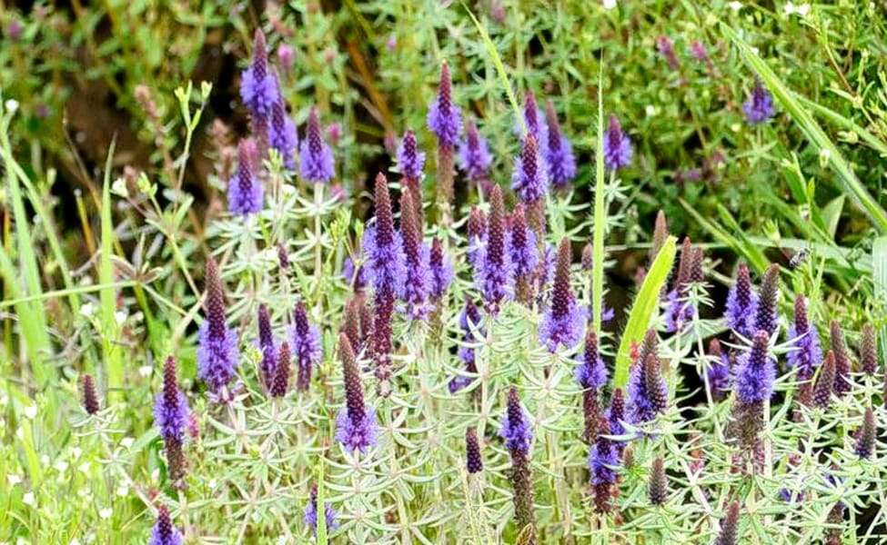 Kaas Plateau Trek, Book Now & Get Flat 22% off