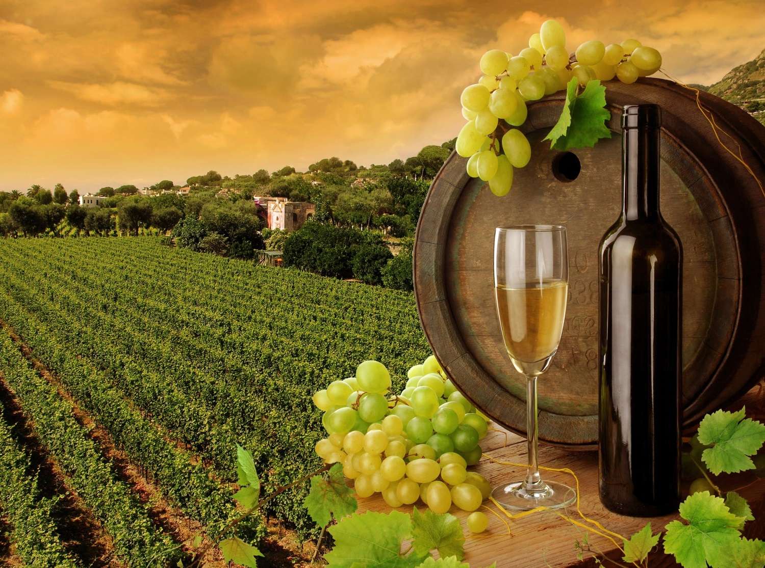 Wine Tours in Ramanagara- 49 km from Bangalore