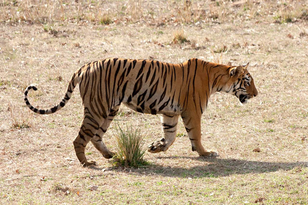 Andhari Tiger Reserve, Chandrapur - 450 Km from Hyderabad