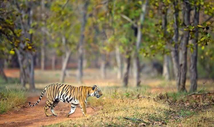 Bhadra Wildlife Sanctuary