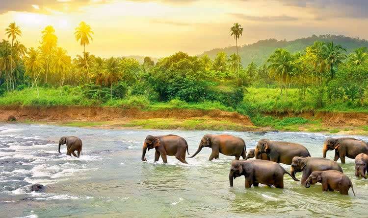 Nagarhole (222 Km from Bangalore)