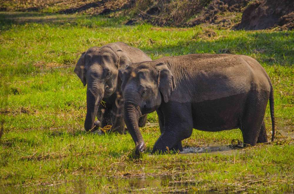Bandipur (221 Km from Bangalore)