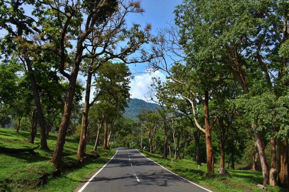 Masinagudi - 562 kms from Chennai