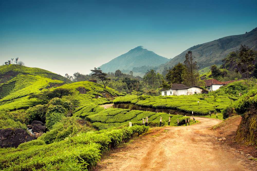 Munnar - 575 kms from Chennai