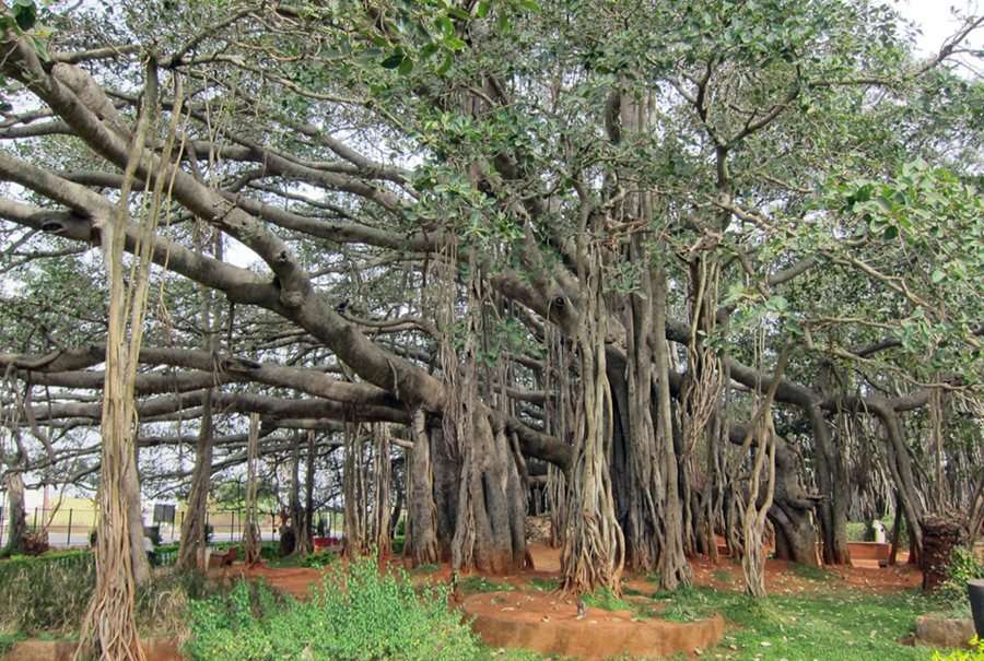 Big Banyan Tree- 27 km from Bangalore
