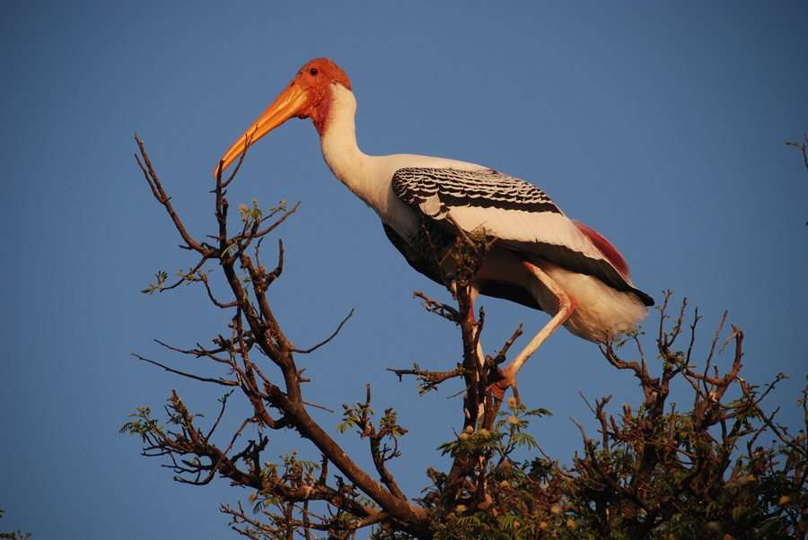 Kokkare Bellur Bird Sanctuary - 87 km from Bangalore