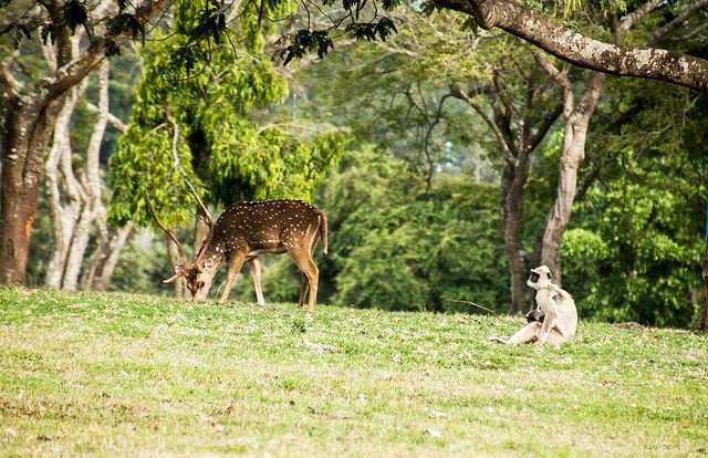 Bandipur - 219 km from Bangalore