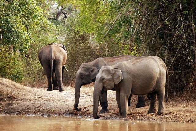 Nagarhole - 220 Km from Bangalore