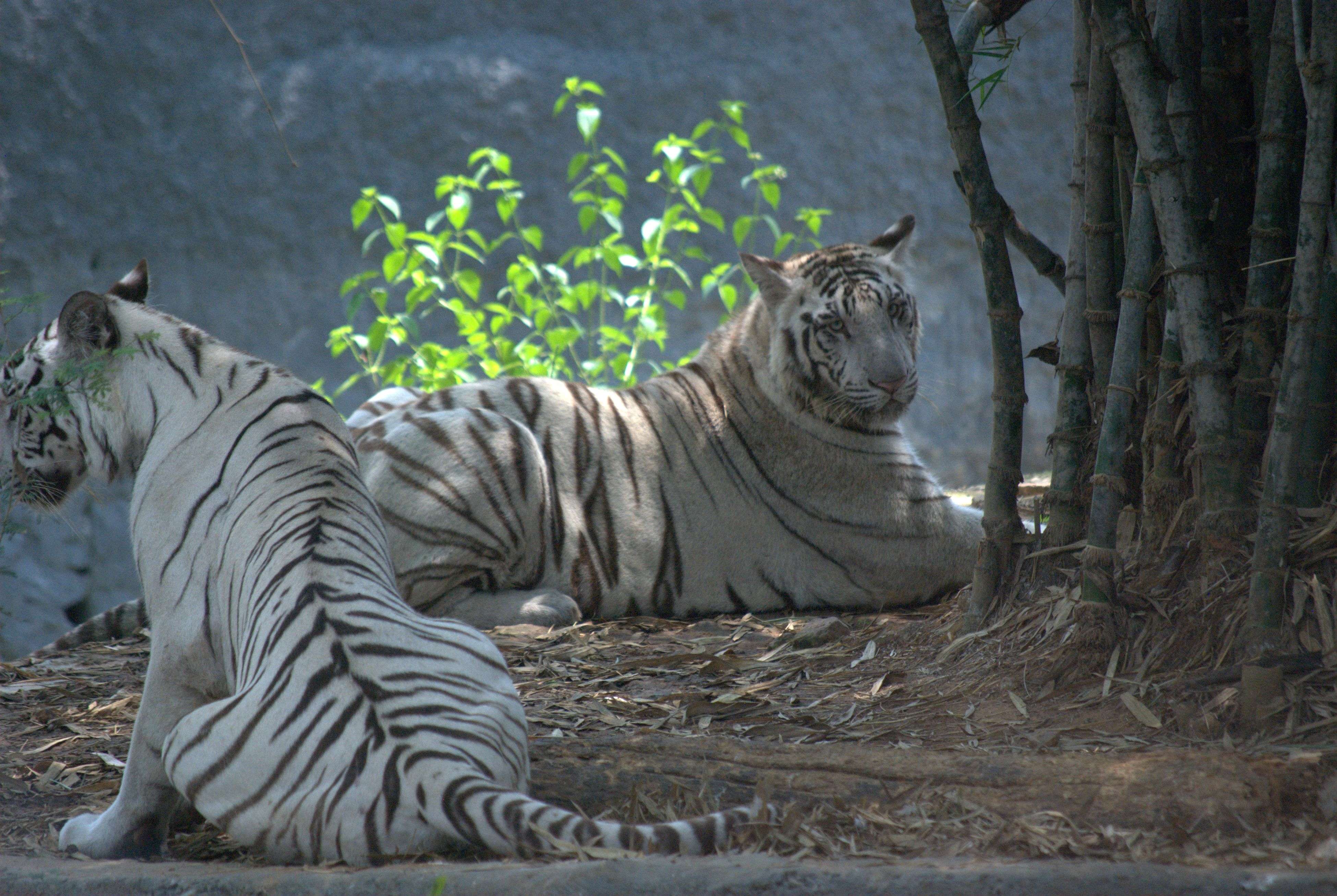 Arignar Anna Zoological Park