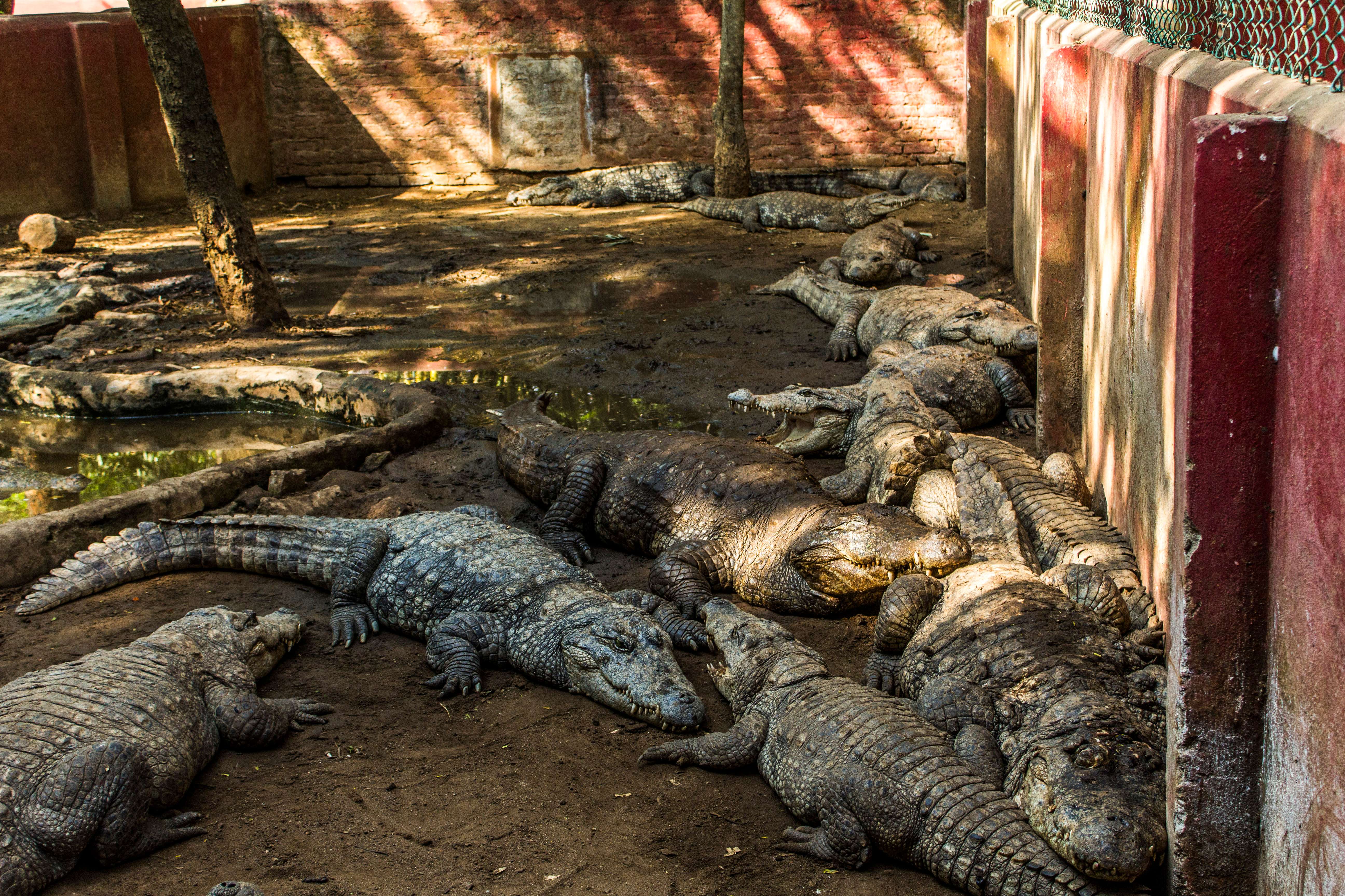Guindy National Park and Snake Park