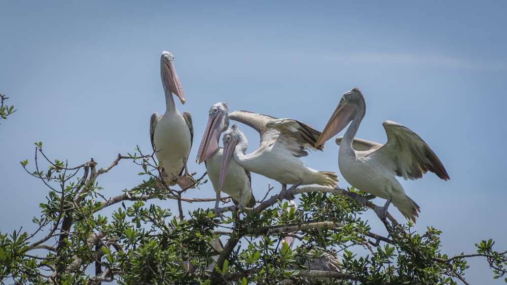Vedanthangal Bird Sanctuary, Kanchipuram