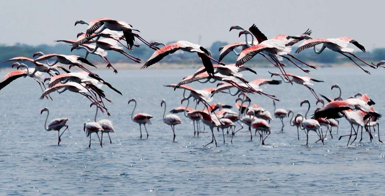 Pulicat Lake & Bird Sanctuary