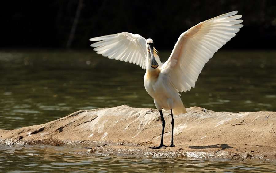 Bangalore to Ranganathittu (140 Kms)