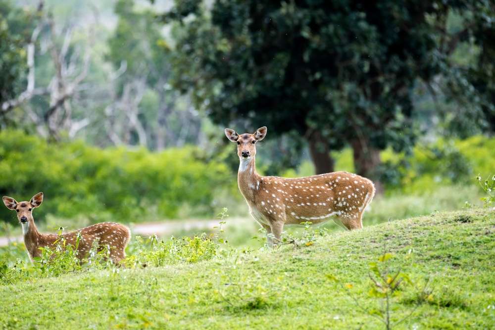 Bangalore to Bandipur (220 Kms)
