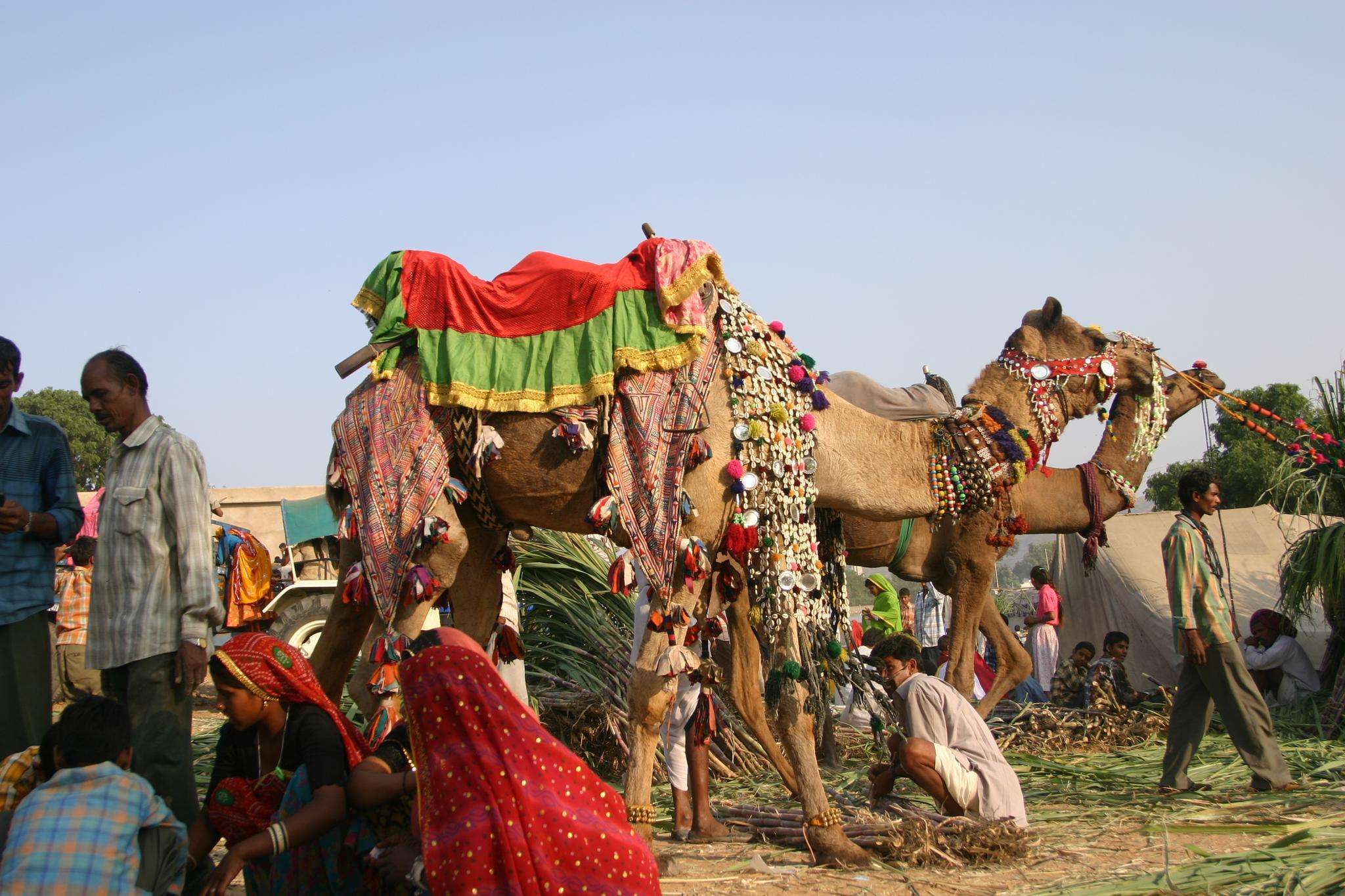 Pushkar Camel Fair
