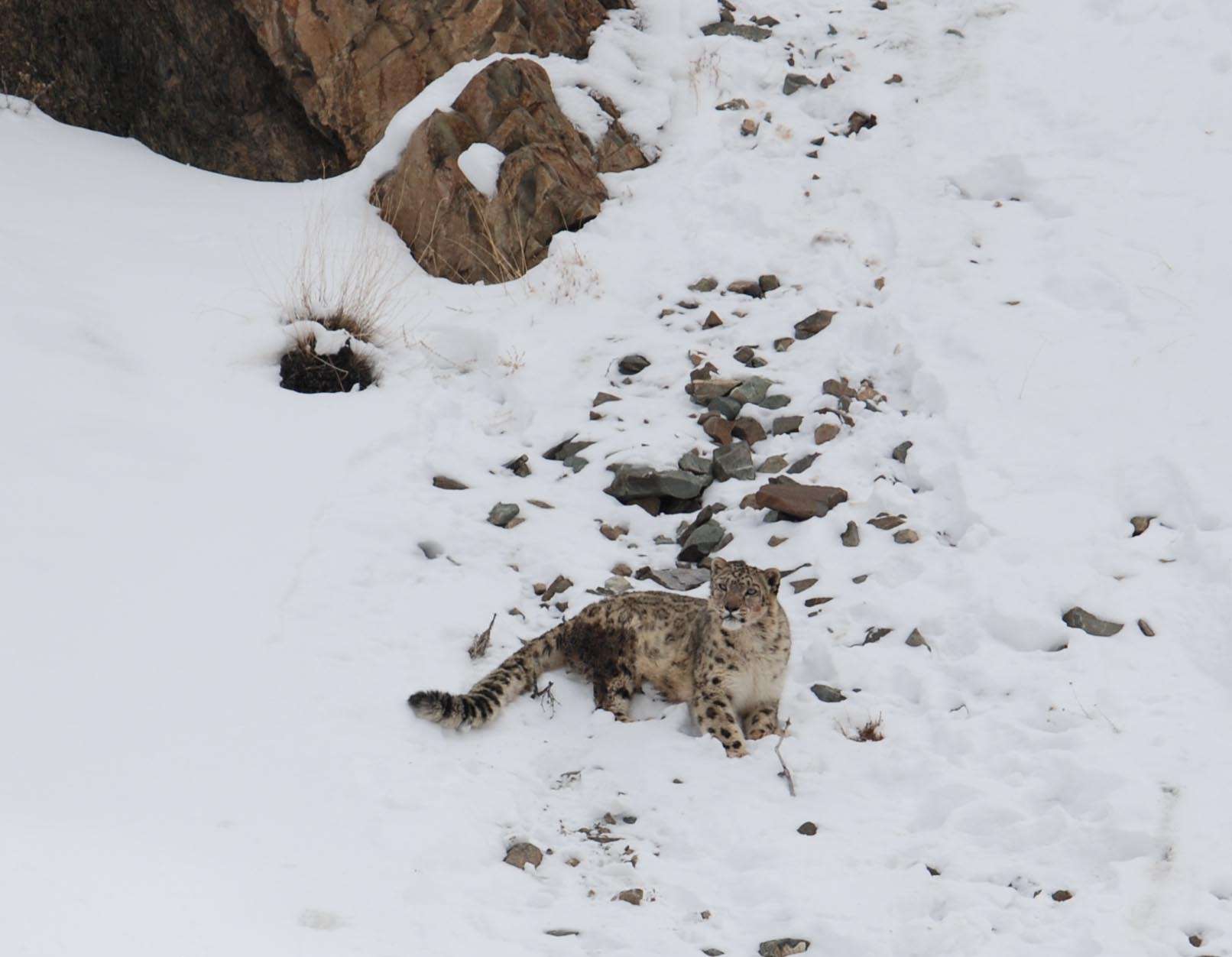 Spot the Snow Leopard