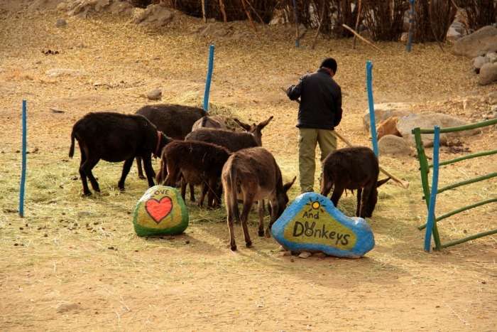 Donkey Sanctuary
